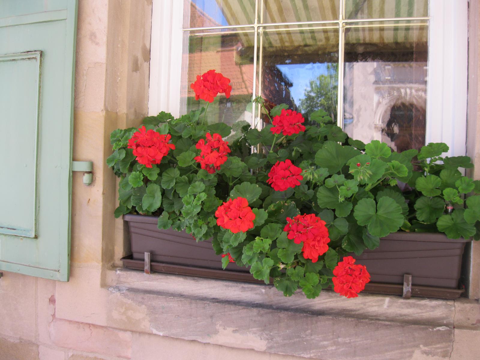 Many lovely Window boxes