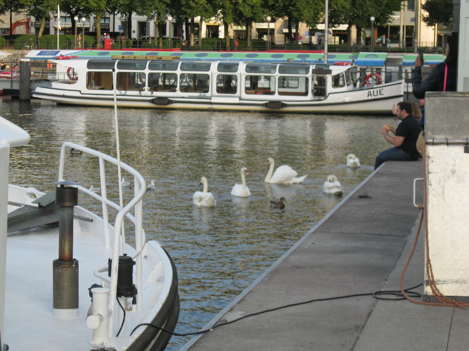 Swans and Moored Tourboats
