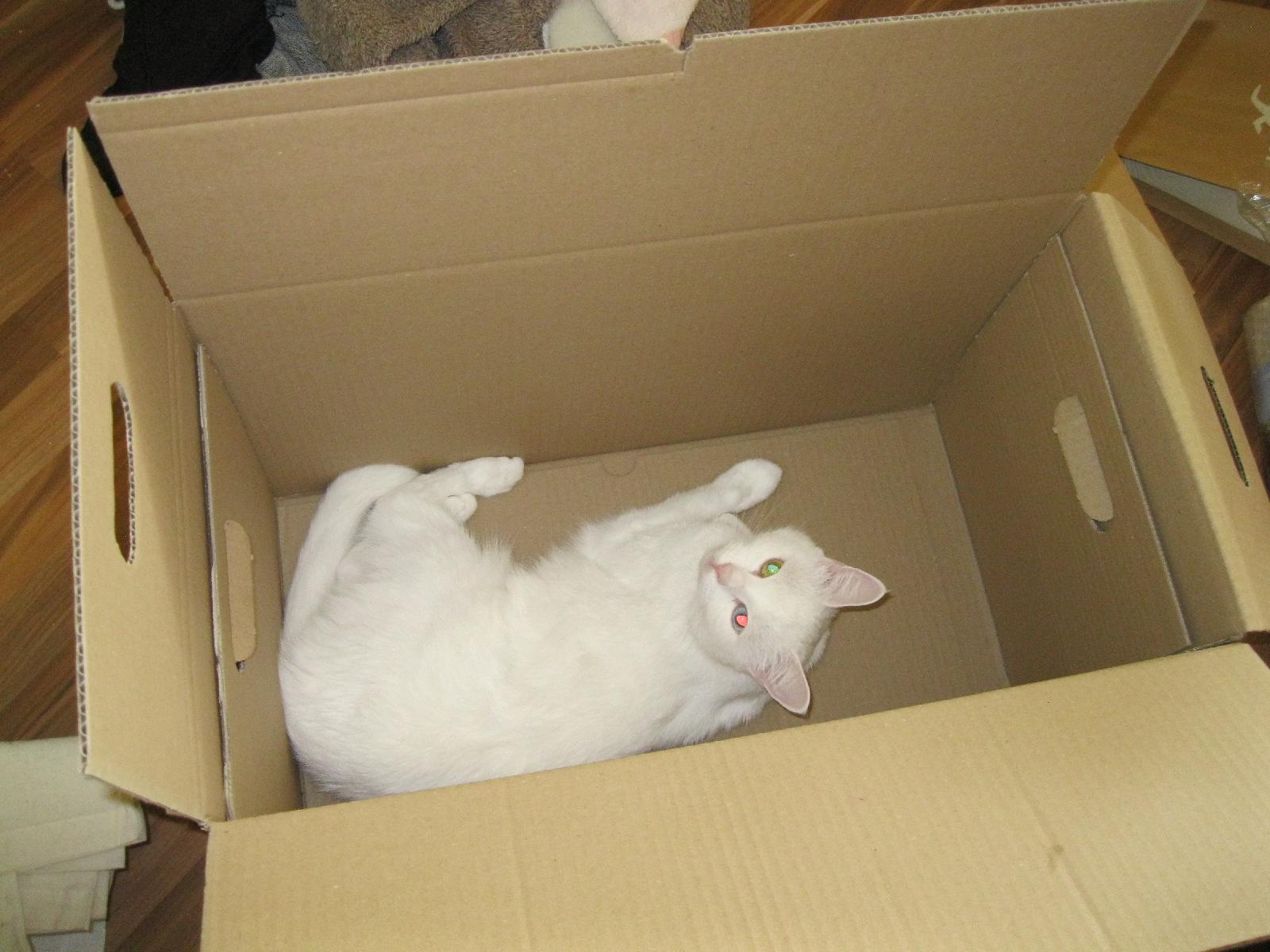 Moving Boxes are for Cats