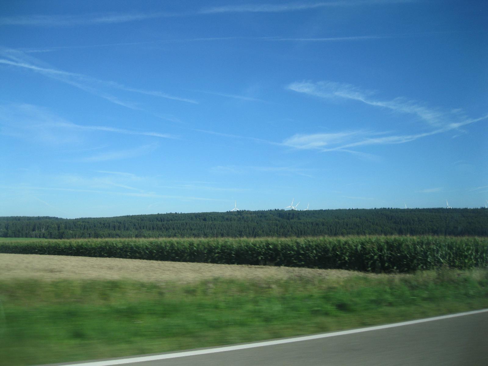 Corn field