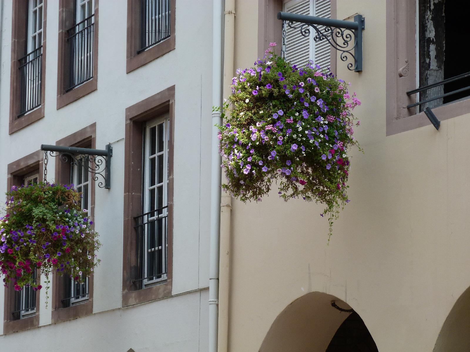 Many baskets hanging full of flowers