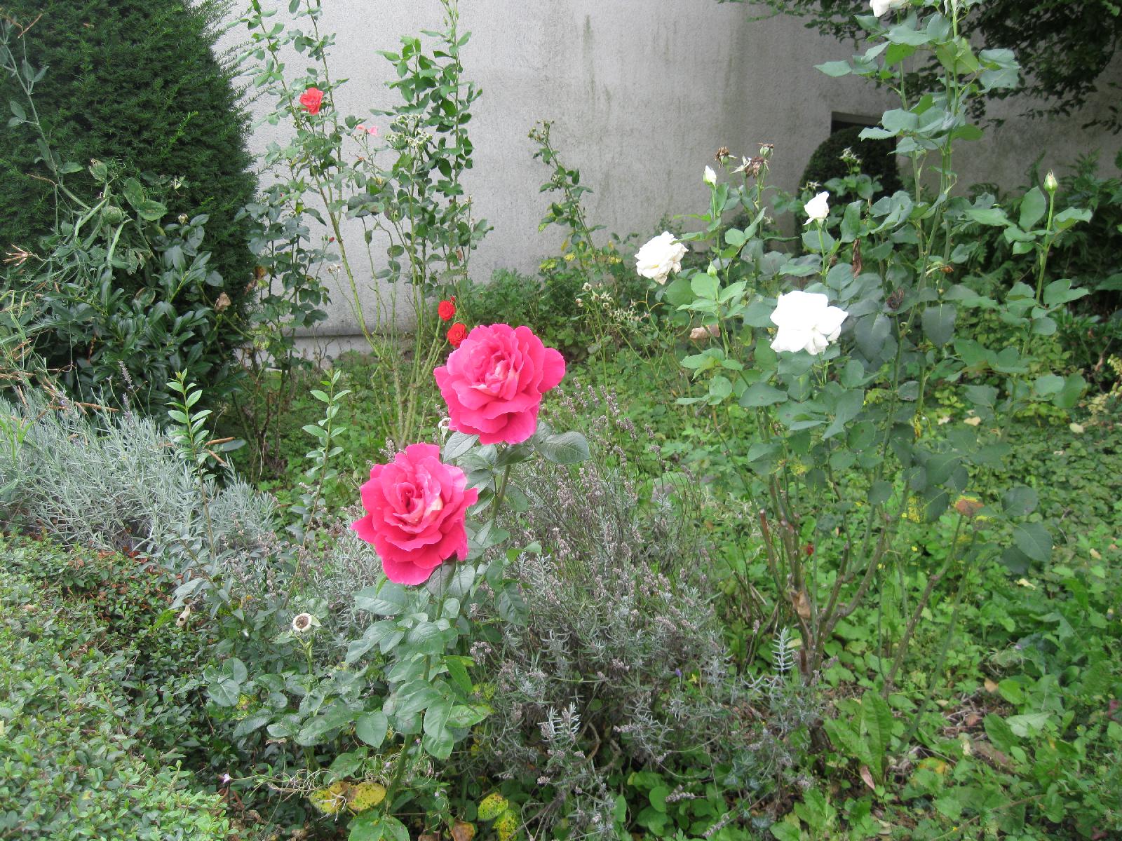 Roses in Asperg