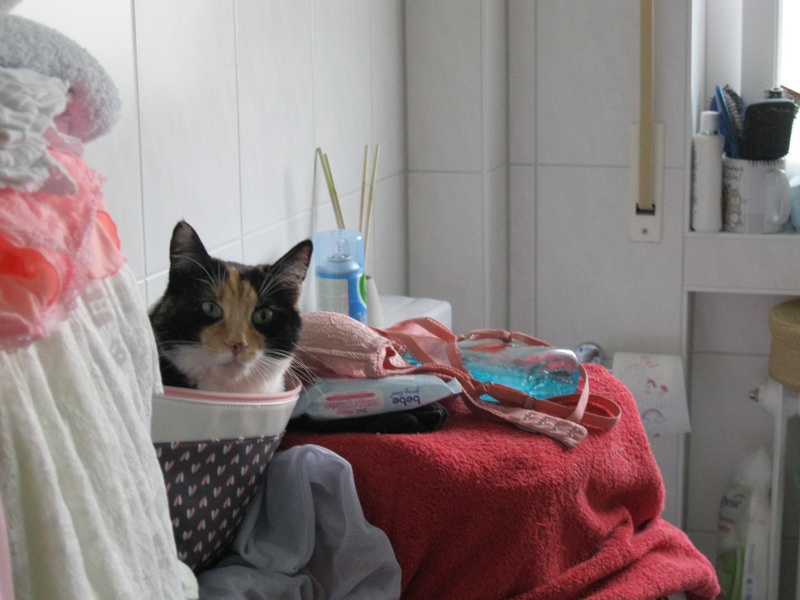 Mimi Enjoys Laundry